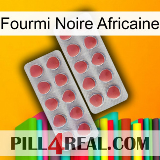 African Black Ant 19